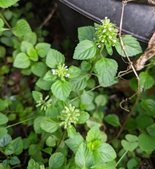 Clinopodium gracile