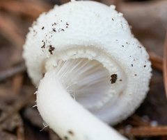Amanita polypyramis
