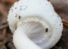 Amanita polypyramis