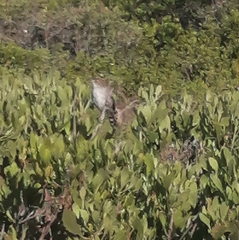 Cisticola subruficapilla