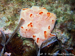 Aplidium elegans