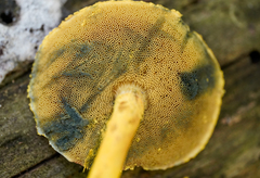Pulveroboletus