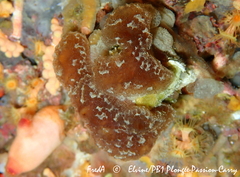 Aplidium fuscum