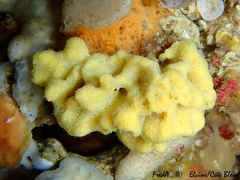 Axinella damicornis