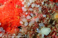 Pycnoclavella atlantica