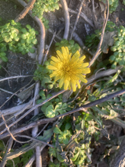 Taraxacum formosanum
