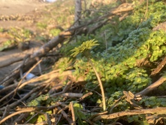 Taraxacum formosanum