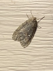 Paleacrita merriccata