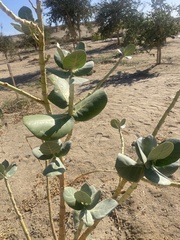 Calotropis