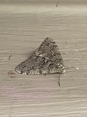 Phigalia denticulata