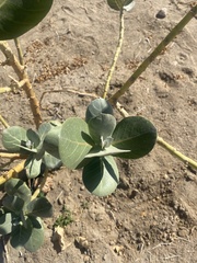Calotropis
