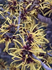 Hamamelis mollis