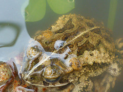 Incilius coccifer