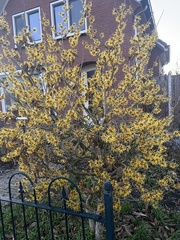 Hamamelis mollis