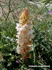 Orobanche crenata