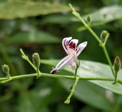 Andrographis paniculata
