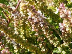 Ocimum basilicum