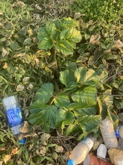 Angelica hirsutiflora