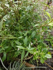 Andrographis paniculata