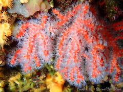 Corallium rubrum
