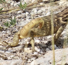 Leiocephalus carinatus