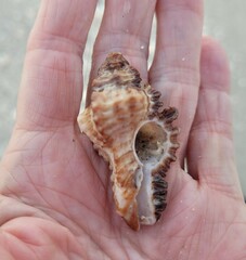 Chicoreus florifer