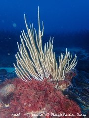 Eunicella singularis