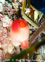 Halocynthia papillosa