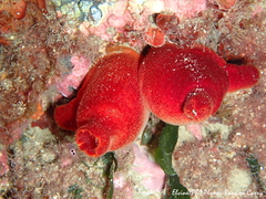 Halocynthia papillosa