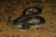 Malayopython reticulatus