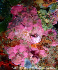 Lithophyllum stictaeforme