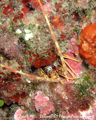 Palinurus elephas