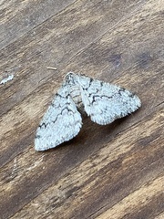 Phigalia denticulata