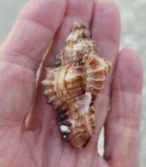 Chicoreus florifer