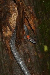 Pareas margaritophorus