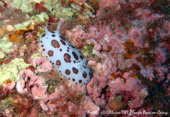 Peltodoris atromaculata