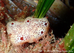Polysyncraton lacazei