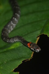 Pareas margaritophorus