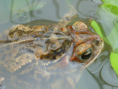 Incilius coccifer