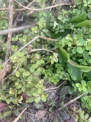 Galium bungei trachyspermum