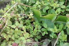 Galium bungei trachyspermum