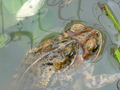 Incilius coccifer