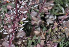 Lepidium perfoliatum