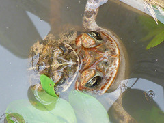 Incilius coccifer
