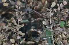 Lepidium perfoliatum