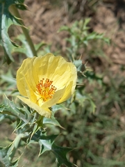 Argemone subfusiformis