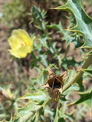 Argemone subfusiformis