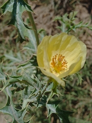 Argemone subfusiformis
