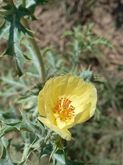 Argemone subfusiformis