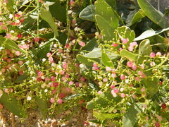 Salvadora